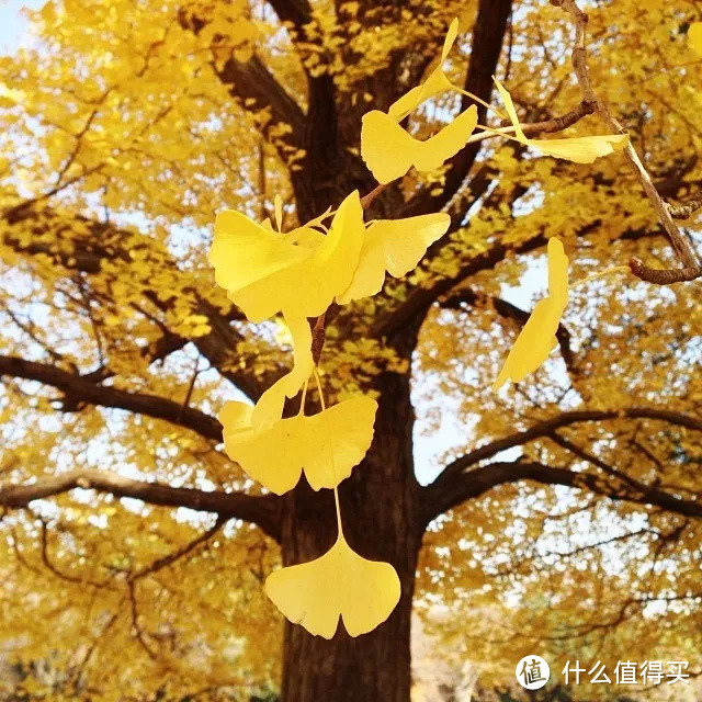 秋季的日本只有赏枫这一个选项吗？当然不是！