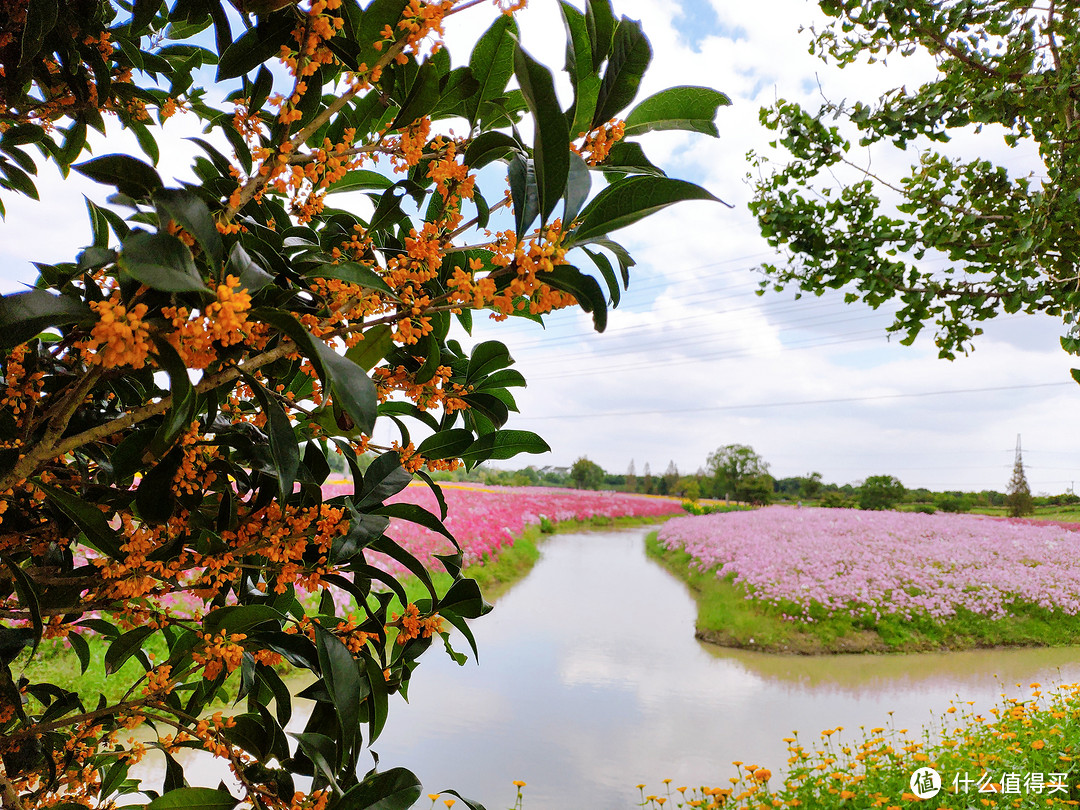 上海小众旅游区，金山之花开海上