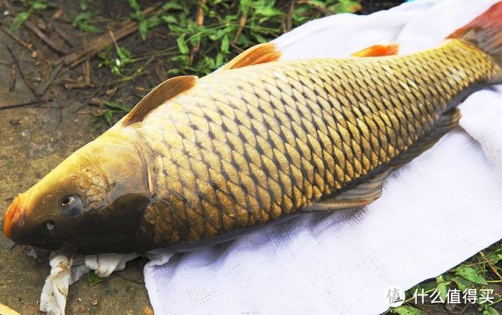 还在拼命买小药？不如学学饵料状态！聊聊状态饵的使用方法和作用