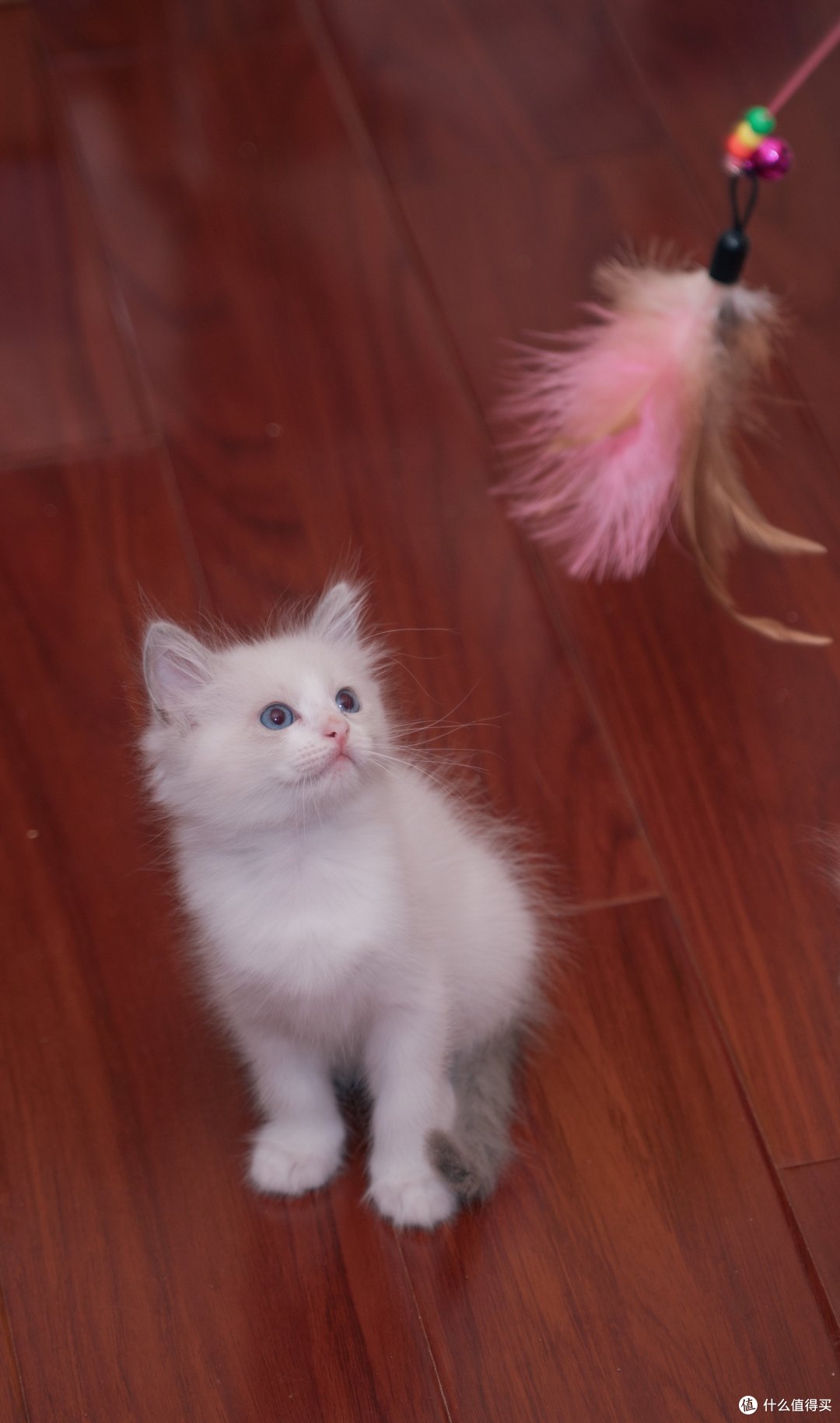 蚀人心骨欲罢不能的瘾——猫