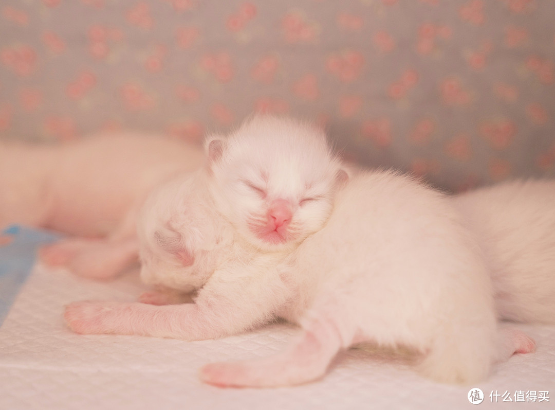 蚀人心骨欲罢不能的瘾——猫