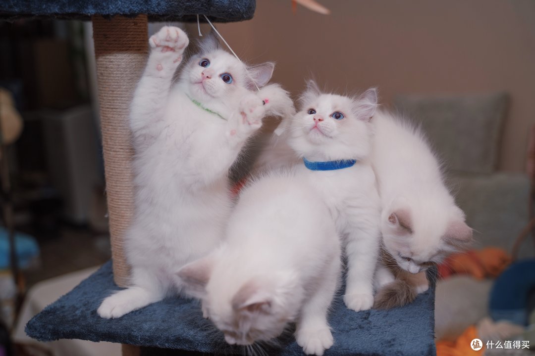 蚀人心骨欲罢不能的瘾——猫
