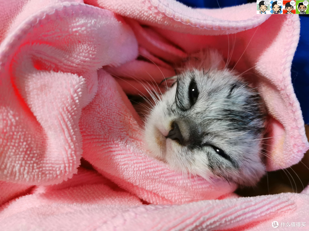 小选择,适生活——小奶猫亲测小适SHOWSEE A1-W 负离子速干电吹风