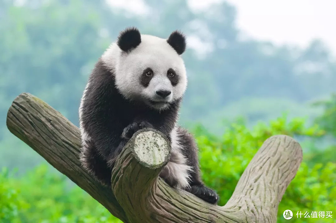 真的大熊猫耳朵是纯黑色，图片来源于腾讯新闻网，侵删