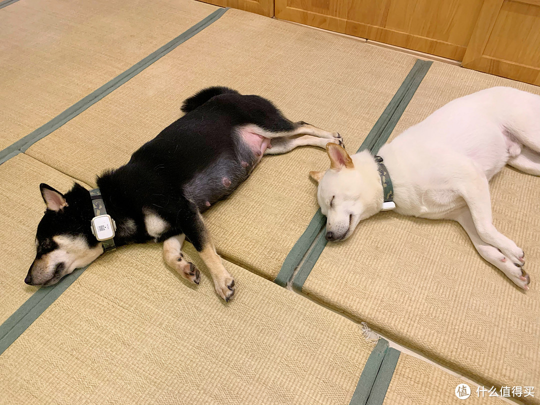 万物皆可柴！我的柴犬乐园初体验&小众柴犬周边分享