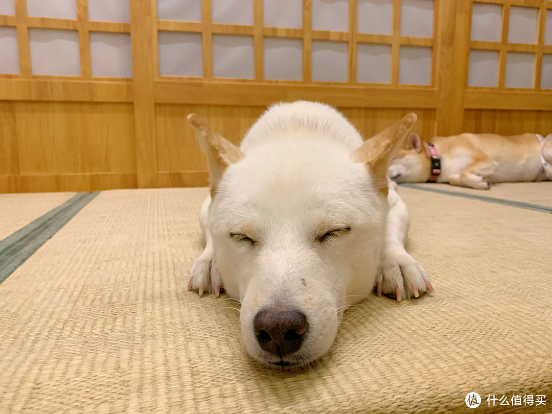 万物皆可柴！我的柴犬乐园初体验&小众柴犬周边分享