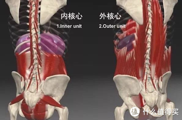 ▲内核心有腹横肌，外核心腹内外斜肌、腹直肌