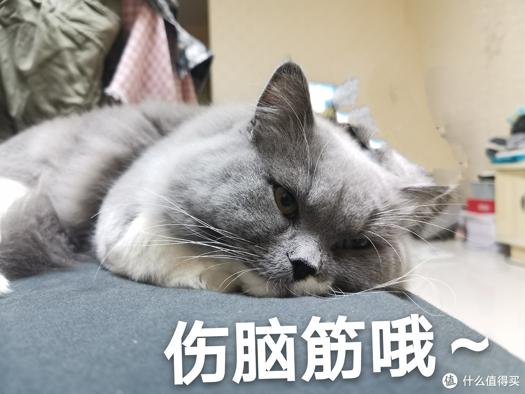 小奶猫是怎样变成胖大哥——肥猫养成记