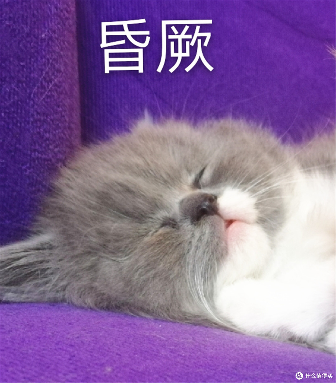 小奶猫是怎样变成胖大哥——肥猫养成记