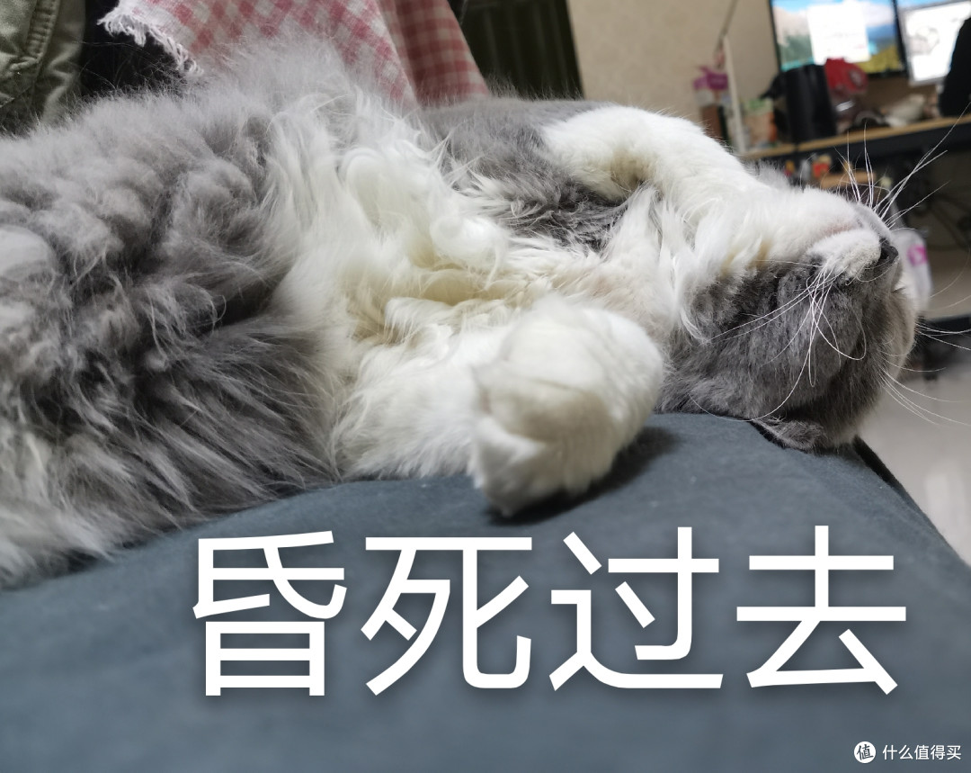 小奶猫是怎样变成胖大哥——肥猫养成记
