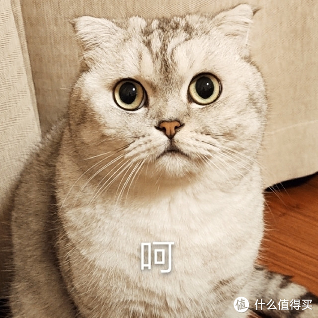 （篇二）资深铲屎官的好物推荐——猫咪的日常用品 新手必看干货