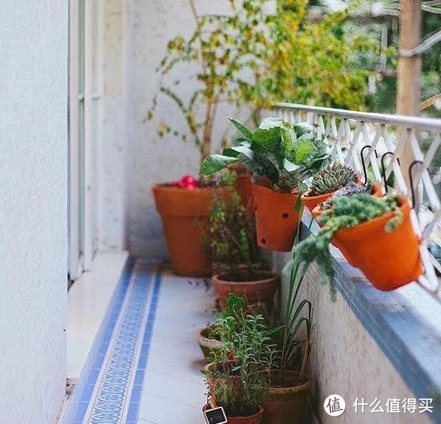 不要再把绿植当猪养了！考虑一下选品、结构和搭配吧(家庭植物角进阶指南）