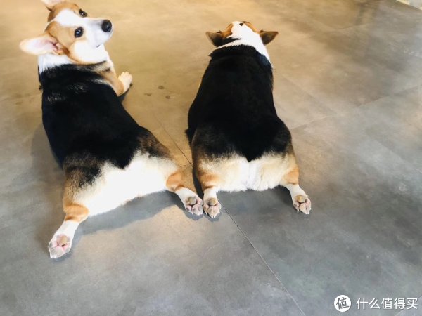 驱虫做到位健康才有保证