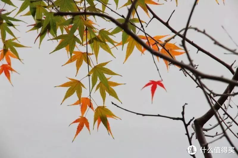 上海的秋天，把美全都给了公园！！
