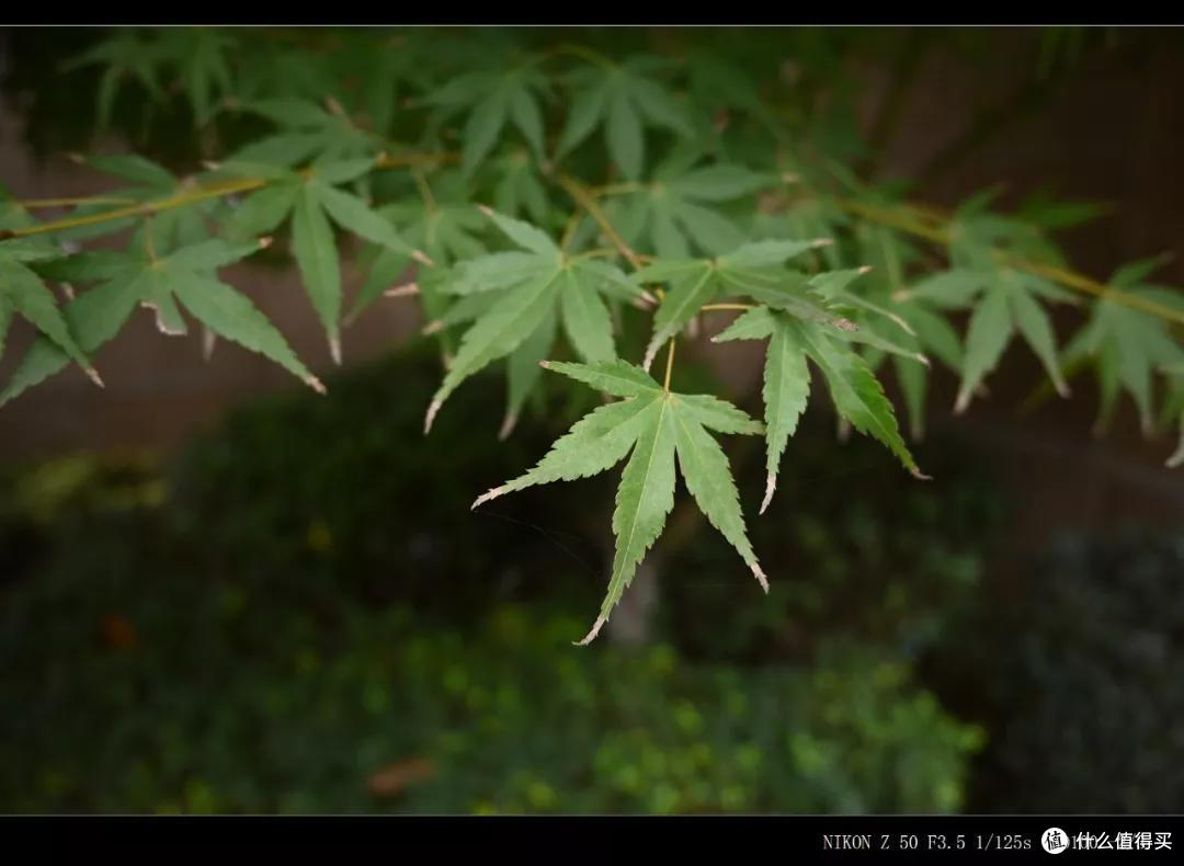 尼康APS-C的新贵原来就是它！