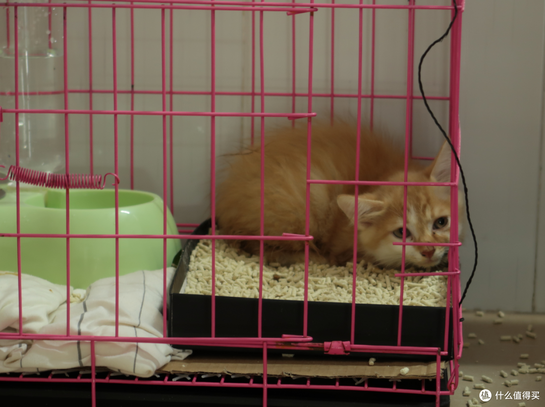 云吸猫之大橘为重,萌猫养成记一(初到新家)