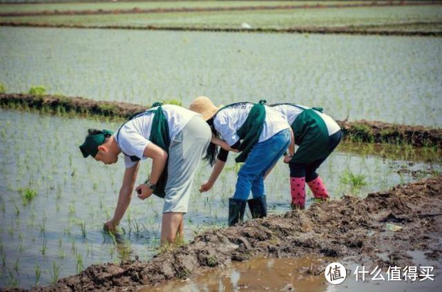 小米上线知吾煮生态大米，笔者试吃看有何不同，解锁美食属性