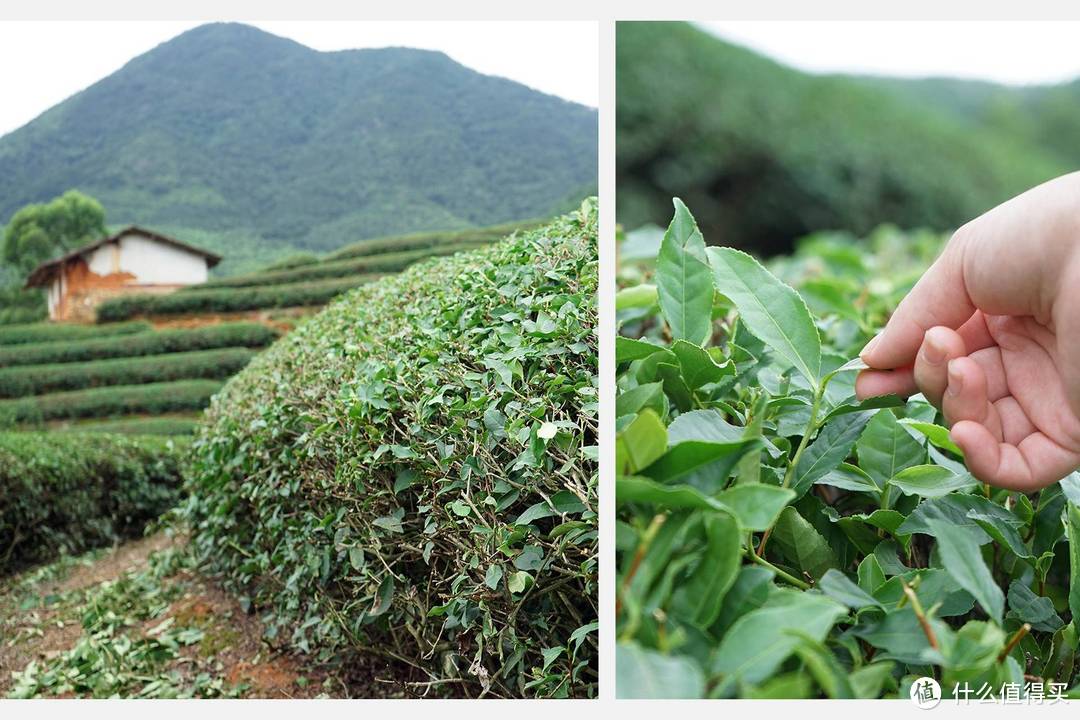 八马茶业跨界之作:小马智泡茶饮机,30秒喝上生态好茶!