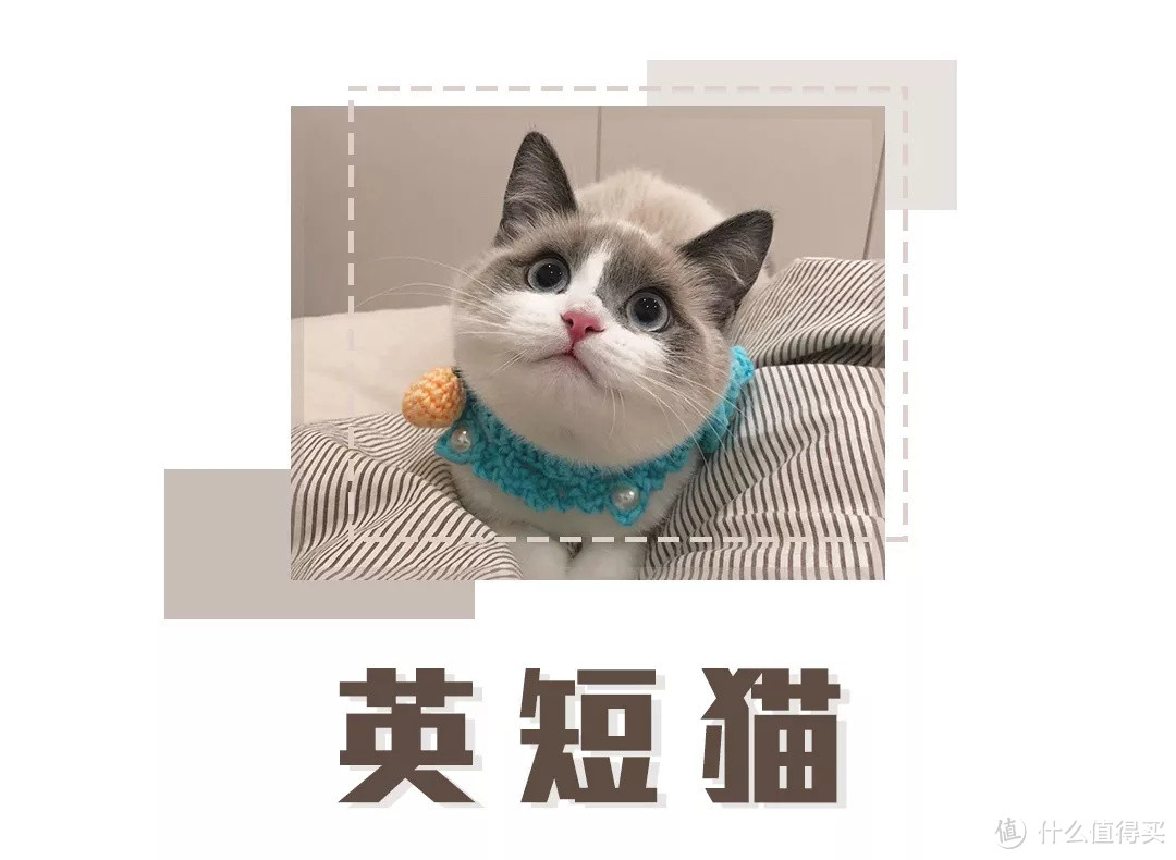 选猫指南就位！你的第一只喵星人应该怎么选？