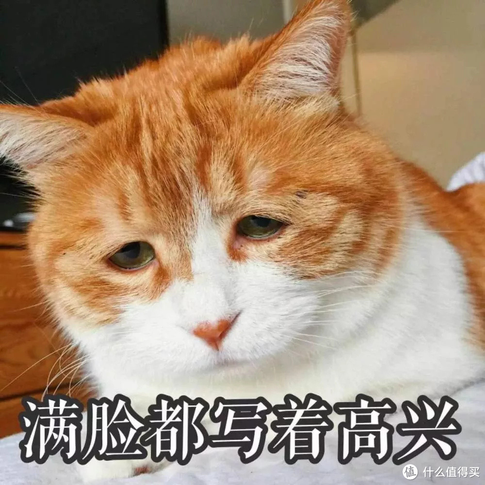 选猫指南就位！你的第一只喵星人应该怎么选？