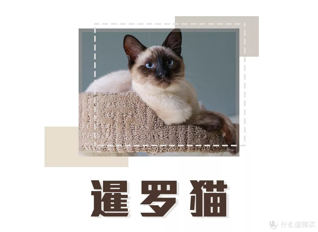 选猫指南就位！你的第一只喵星人应该怎么选？