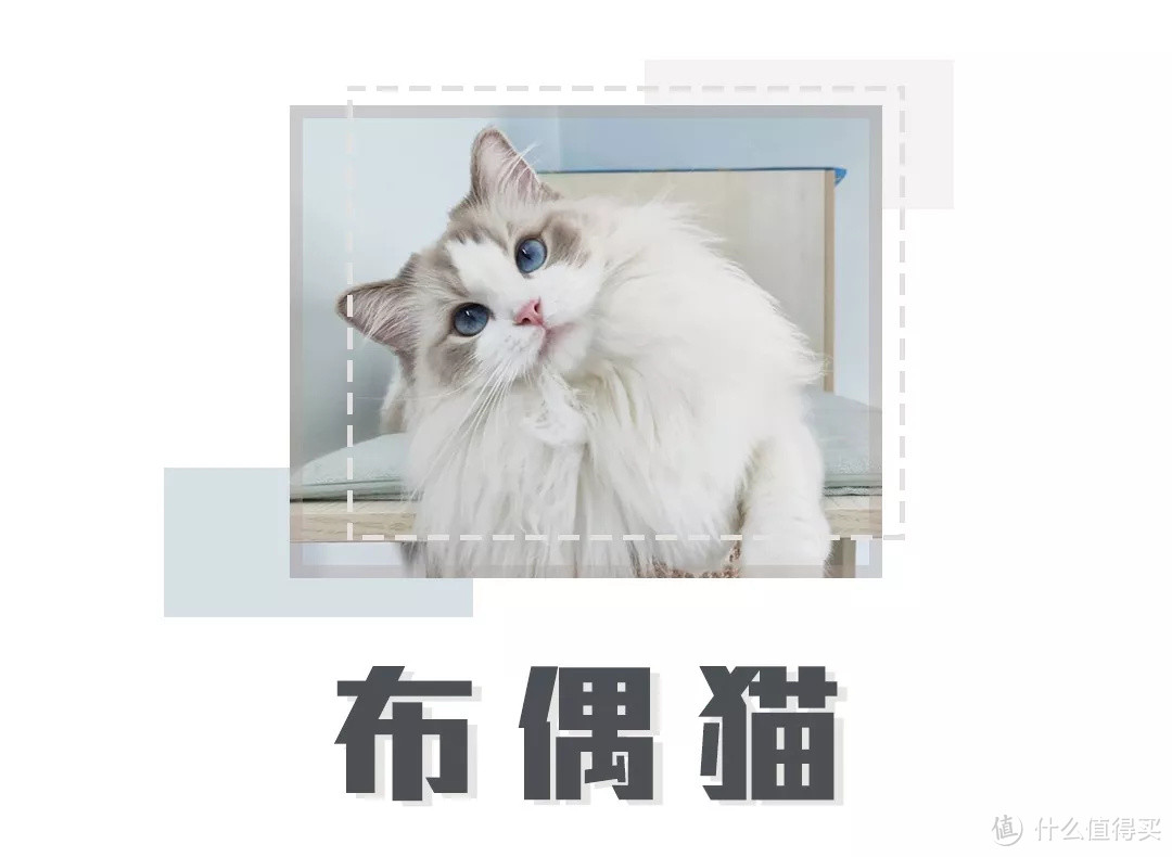 选猫指南就位！你的第一只喵星人应该怎么选？