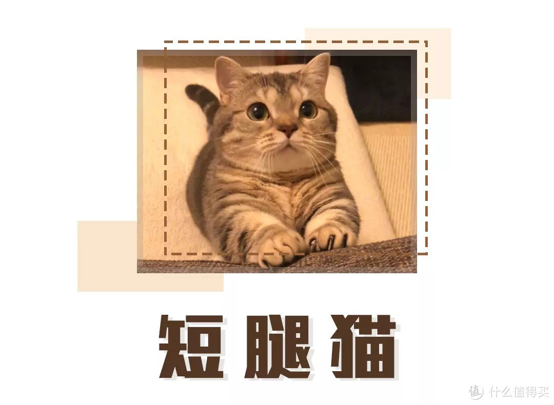 选猫指南就位！你的第一只喵星人应该怎么选？