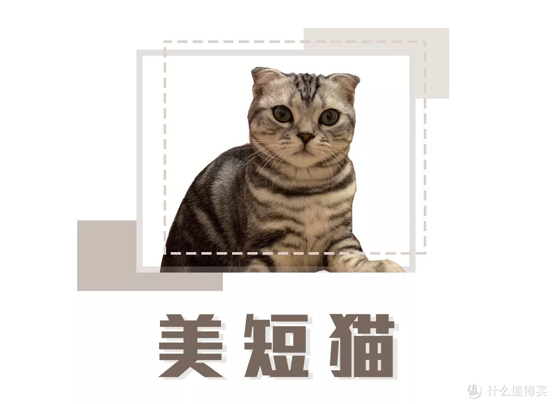 选猫指南就位！你的第一只喵星人应该怎么选？