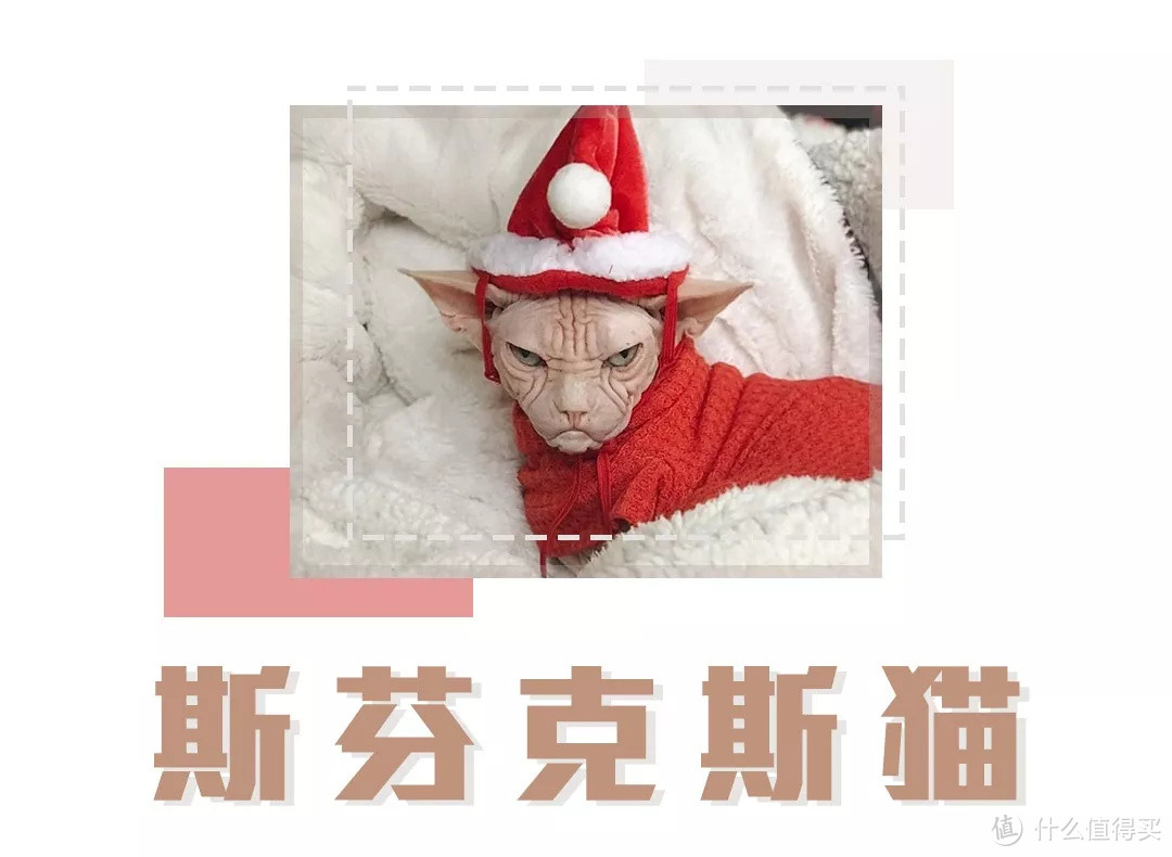 选猫指南就位！你的第一只喵星人应该怎么选？