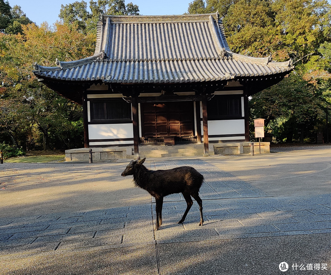 背包日本游-从关西到东京，青旅、夜间大巴和精酿酒吧