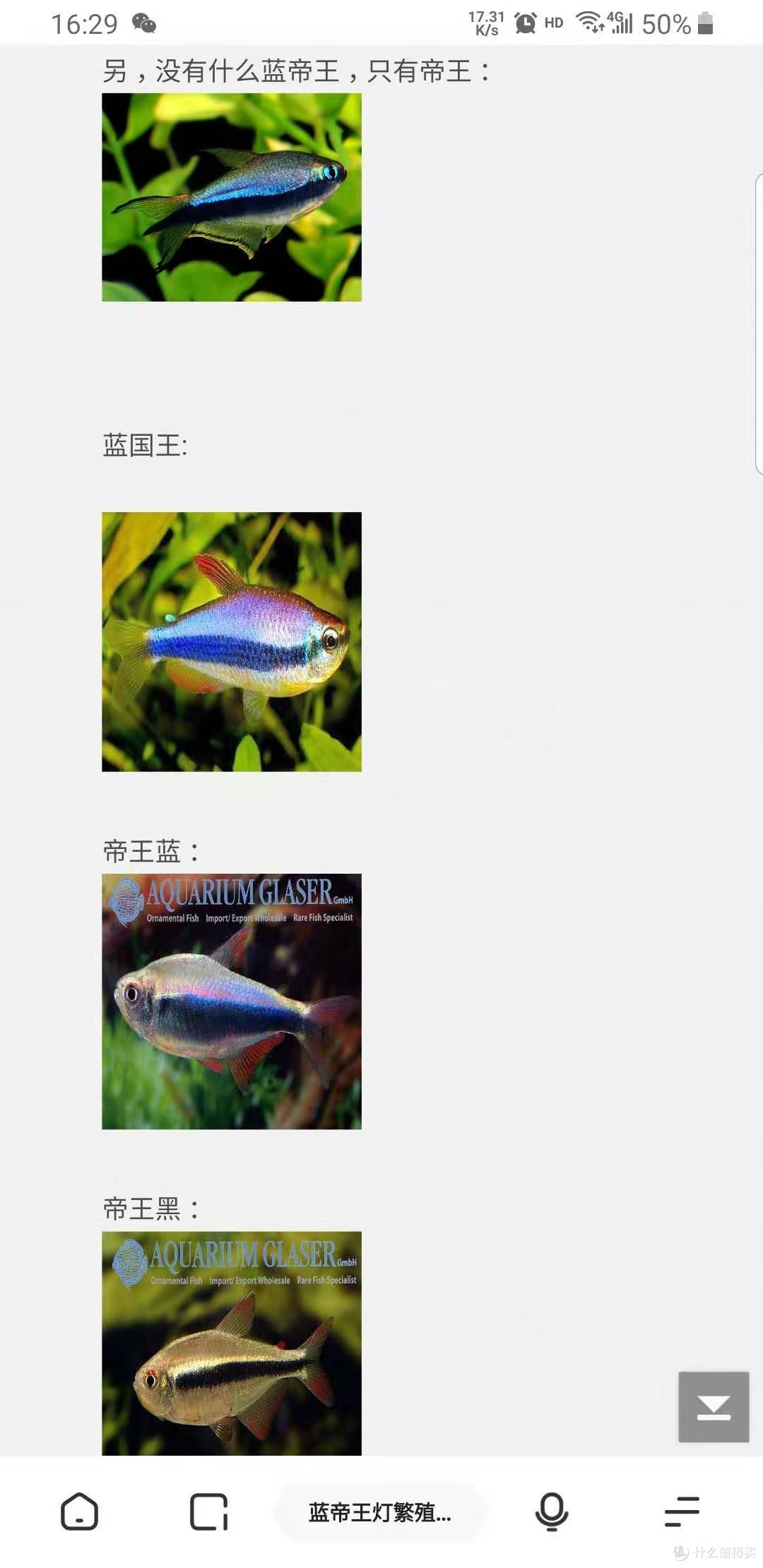 适合草缸中的鱼,附开缸六十天变化 多图杀猫
