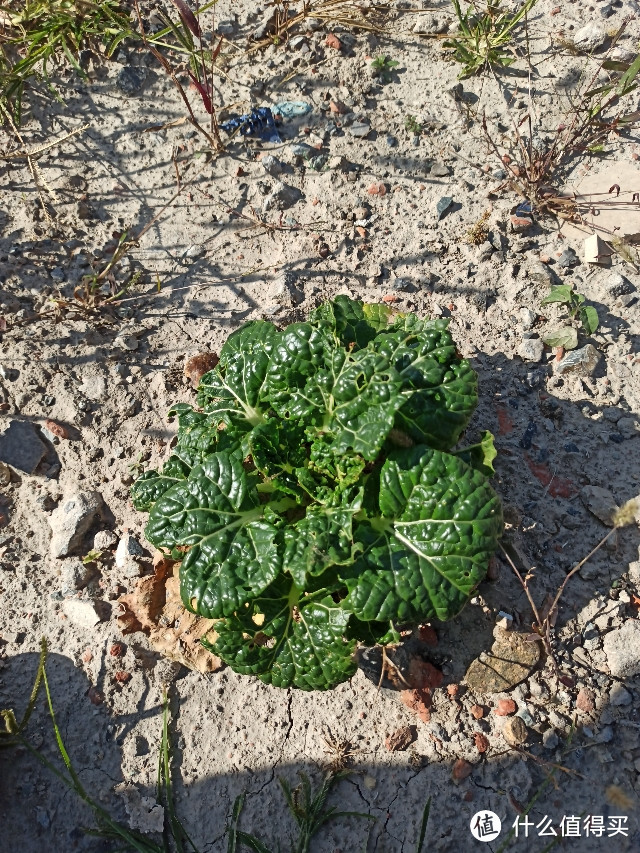 100块的无人机飞丢以后（看路边荒野地的花花草草）我是如何找不回来的？