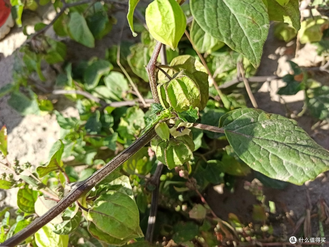 100块的无人机飞丢以后(看路边荒野地的花花草草)我是如何找不回来的?