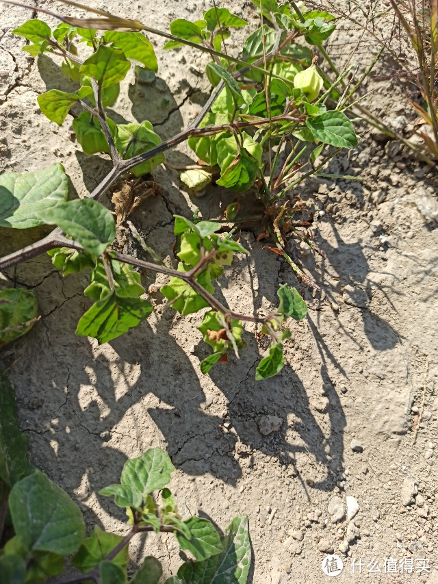 100块的无人机飞丢以后（看路边荒野地的花花草草）我是如何找不回来的？