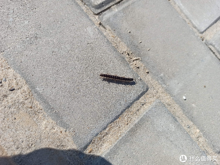 100块的无人机飞丢以后(看路边荒野地的花花草草)我是如何找不回来的?