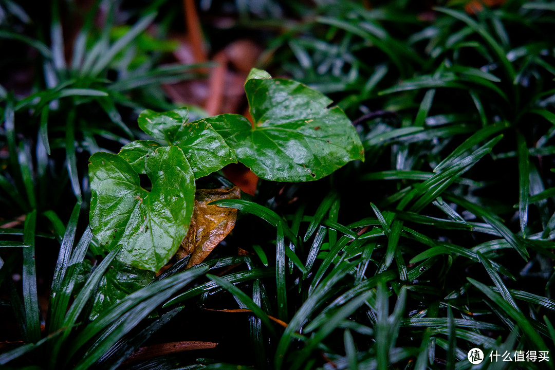 让人惊喜的体积，画质和价格——卫斯理25mm F1.7镜头详细评测