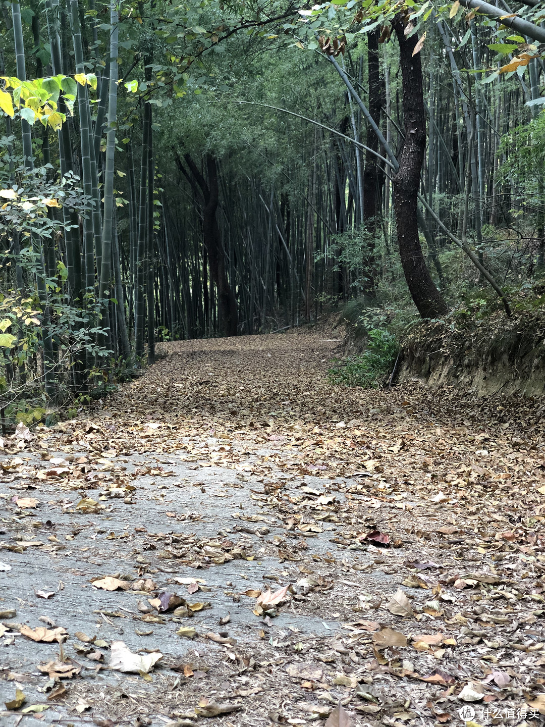 山野-温泉 深秋季拔草美岕