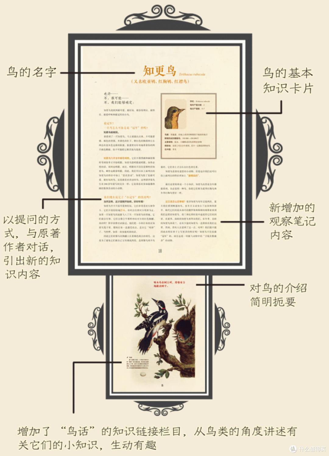 什么家庭啊?给孩子用荷兰国宝级藏书学习鸟类知识!