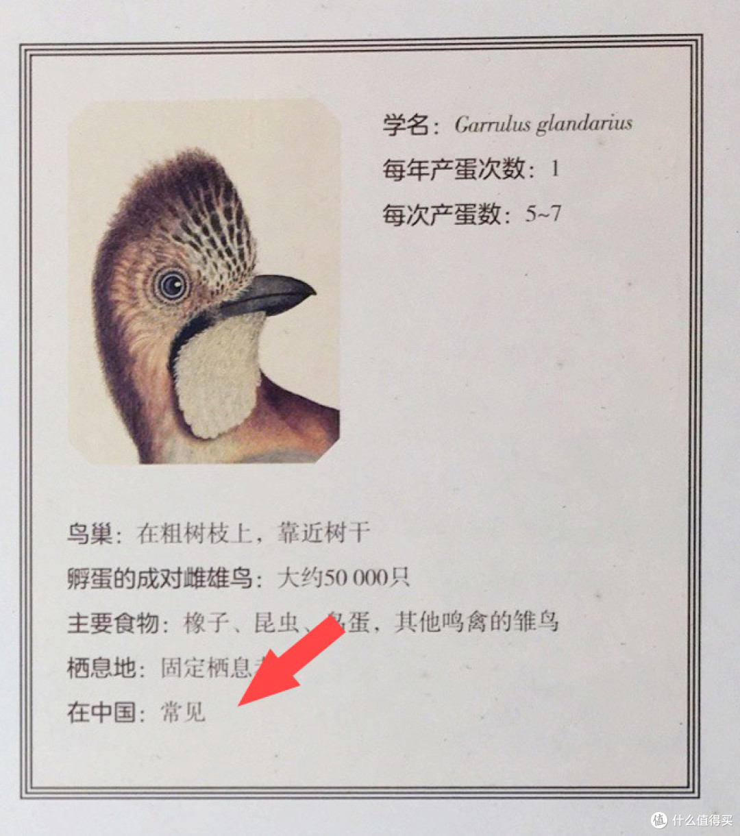 什么家庭啊?给孩子用荷兰国宝级藏书学习鸟类知识!