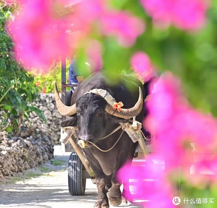 冲绳跳岛实用手册 | 你问我要去向何方，我指着大海的方向！