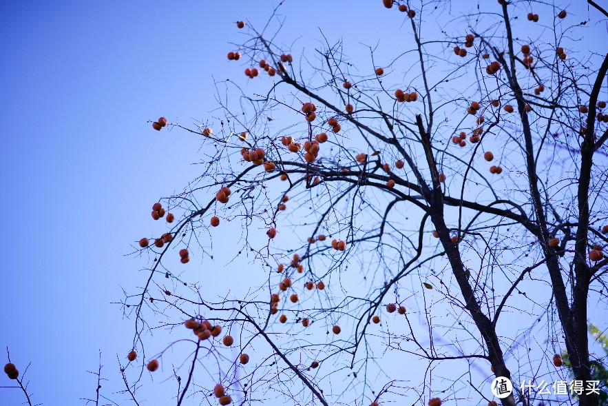 年轻人的第一只GM: FE85/1.4 GM