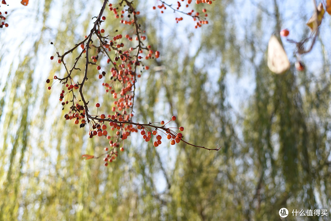 双十一剁手之尼康（Nikon） AF-S 50mm f/1.8G 镜头