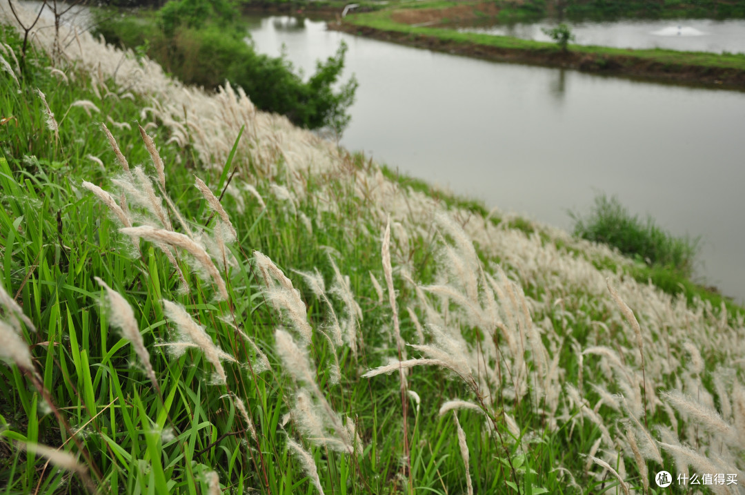 沿途风光，这草要是长在我们这边，肯定给拔光，黄茅草（白花部分，止咳良药），黄茅根（，草根部分，清热作用）连成一片，也是好看