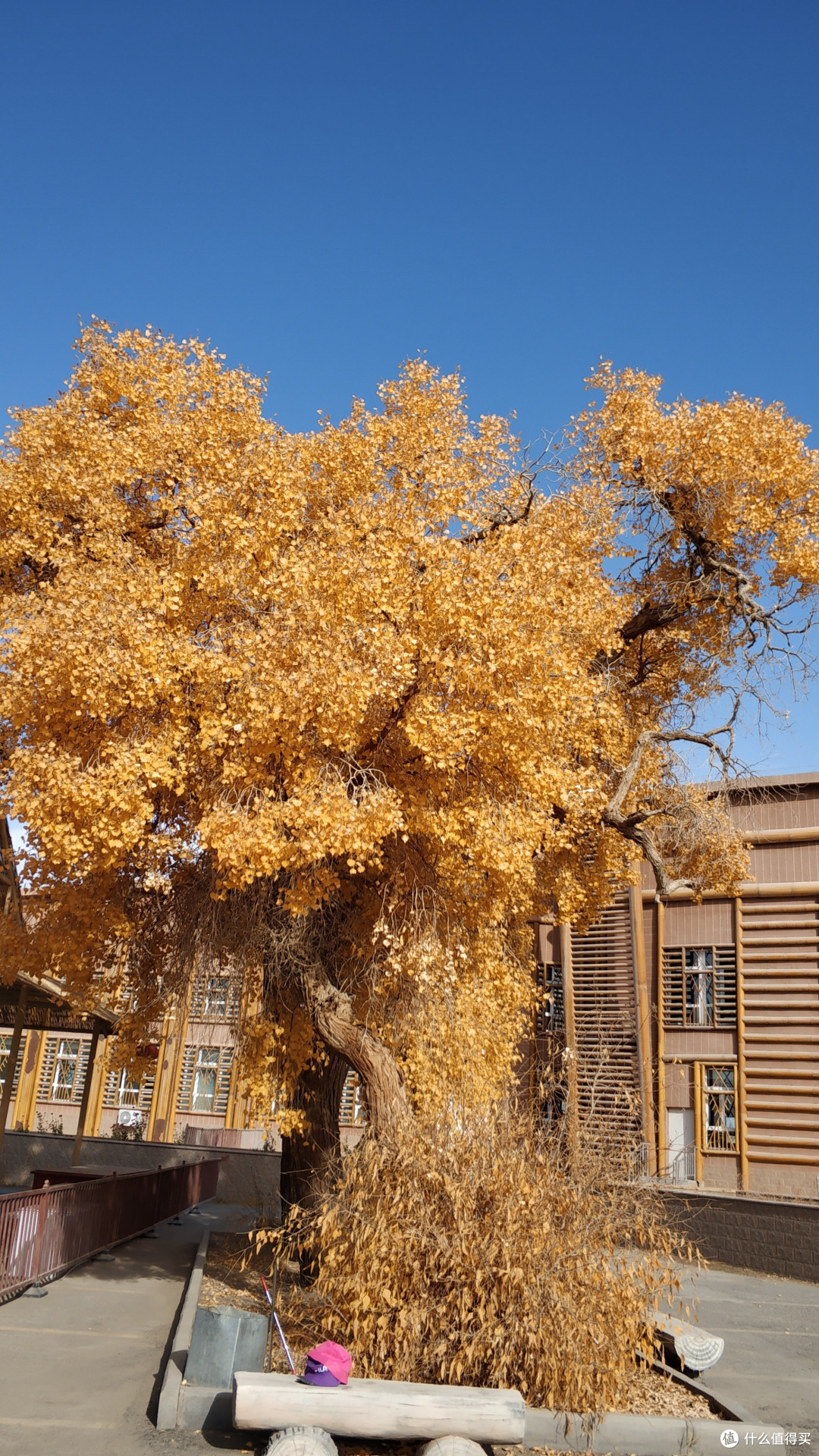 游记篇十一新疆是个好地方沙漠海子胡杨林