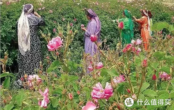 市面上没有的伊朗进口100%玫瑰精油，市面上没有的100%美国进口大豆蜡大理石杯香薰