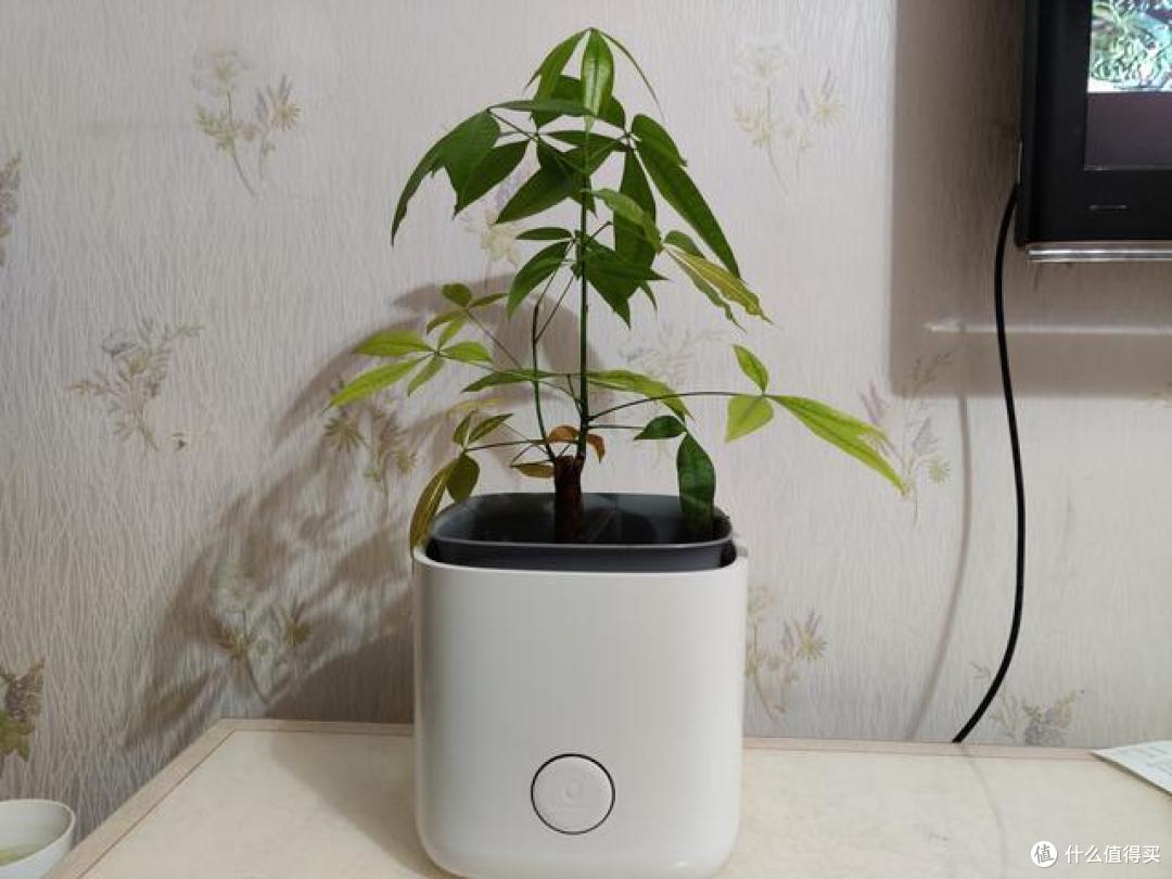 能种花的蓝主角空气净化器:静享健康家居,绿色生活