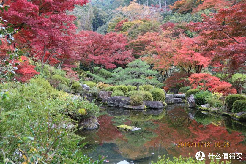 带着家人红叶狩D4宇治三室户平等院奈良公园