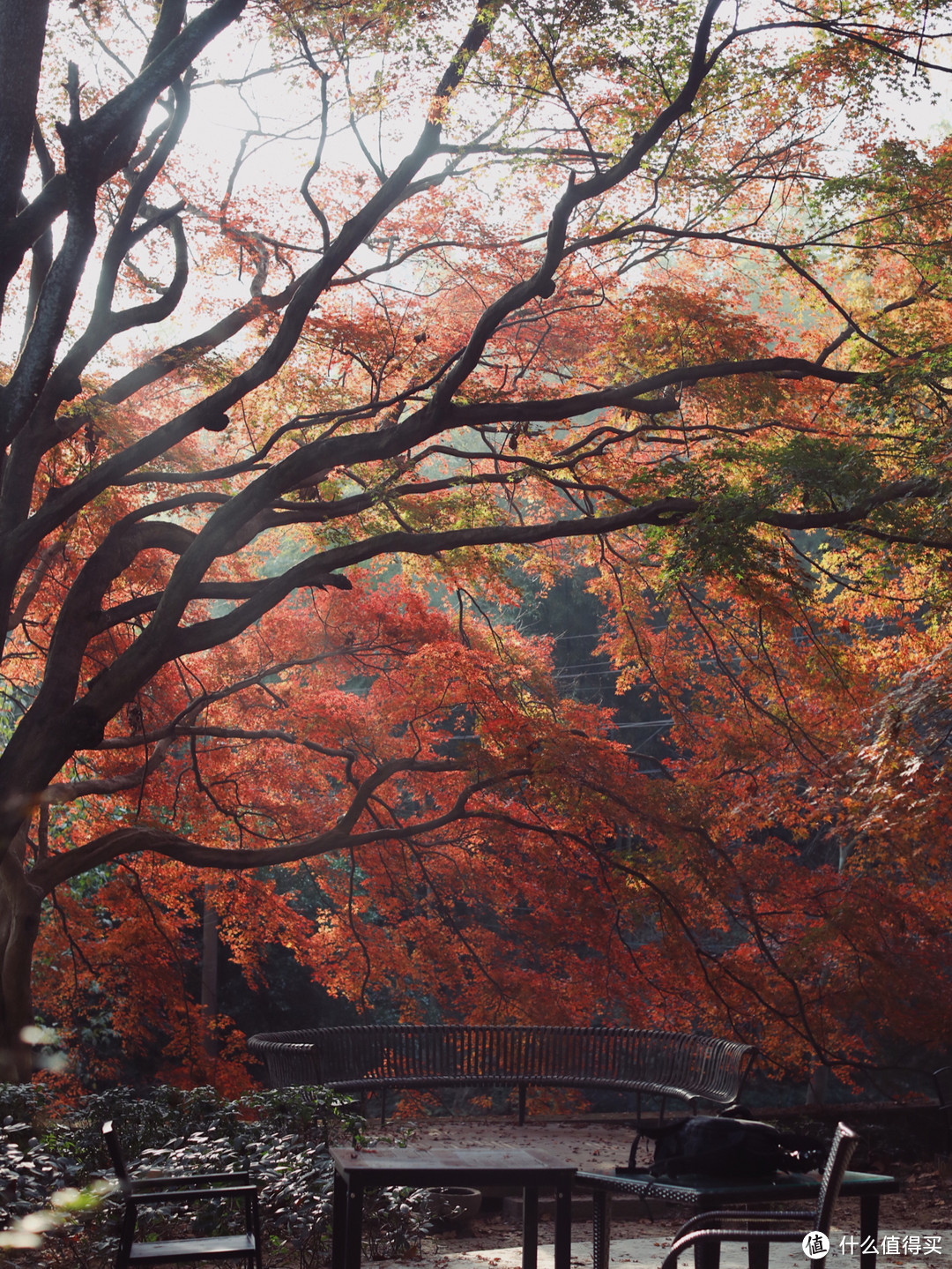 看红枫何必千里迢迢去日本？莫干山的秋天同样美！
