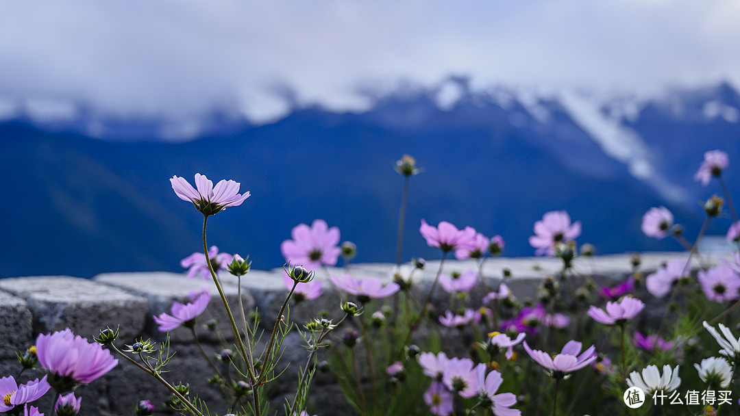 格桑花