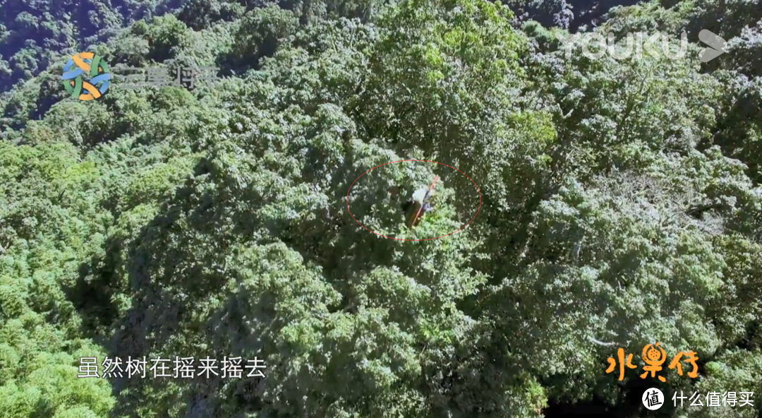 为爱玉子不惧高空